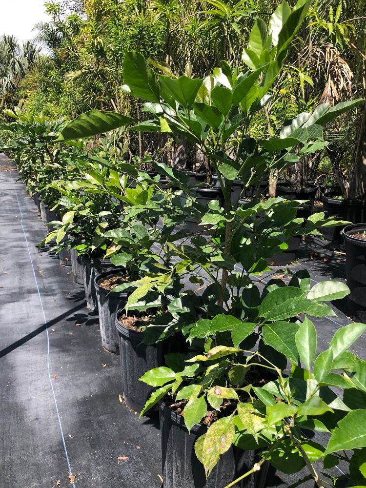 radermachera-kunming-dwarf-tree-jasmine-peep-thong