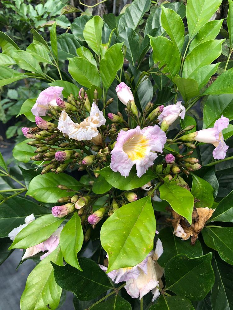 radermachera-kunming-dwarf-tree-jasmine-peep-thong