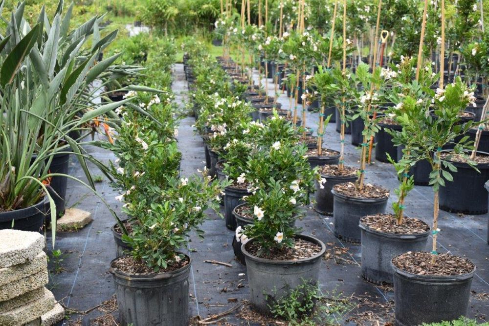 radermachera-kunming-dwarf-tree-jasmine-peep-thong