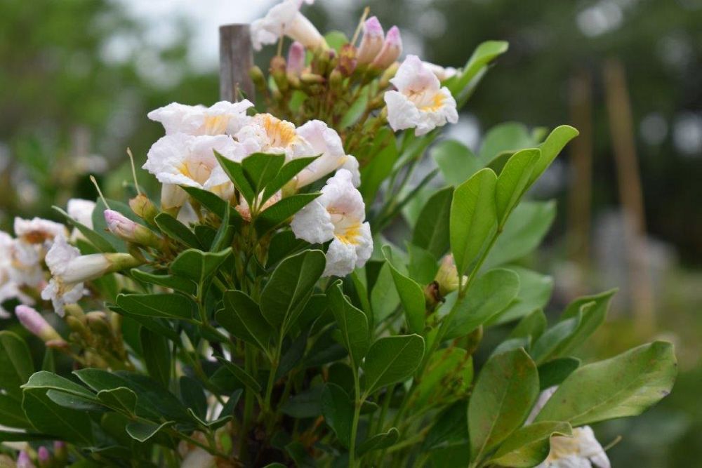 radermachera-kunming-dwarf-tree-jasmine-peep-thong
