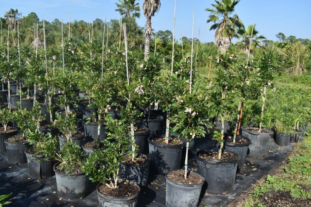 radermachera-kunming-dwarf-tree-jasmine-peep-thong