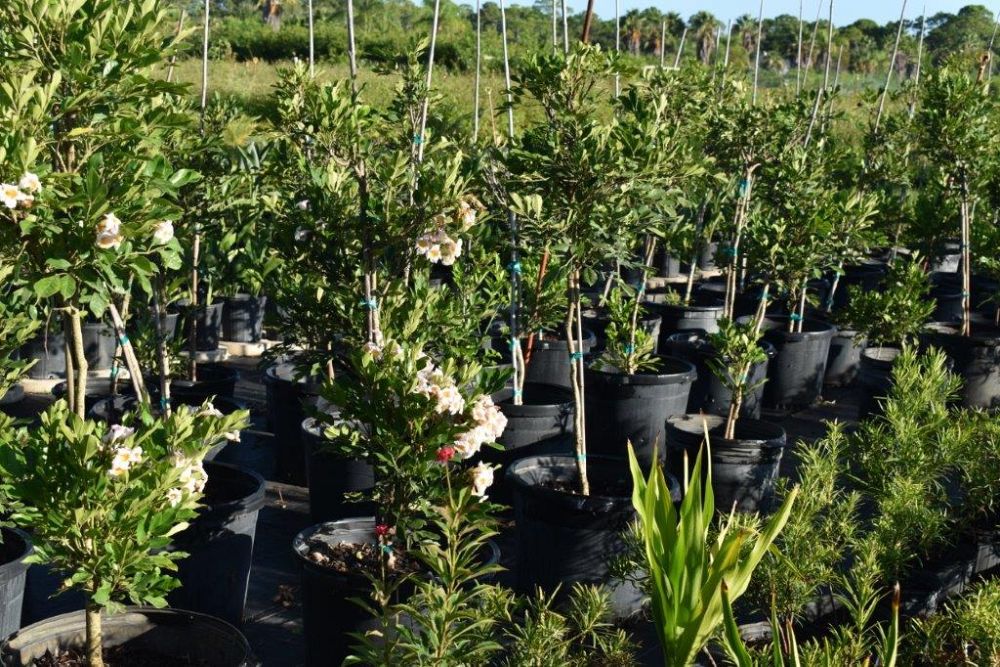 radermachera-kunming-dwarf-tree-jasmine-peep-thong