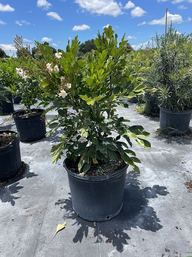 radermachera-kunming-dwarf-tree-jasmine-peep-thong