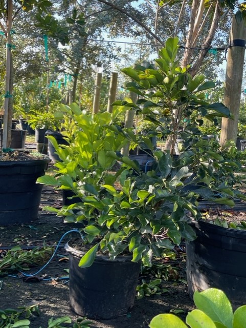 radermachera-kunming-dwarf-tree-jasmine-peep-thong