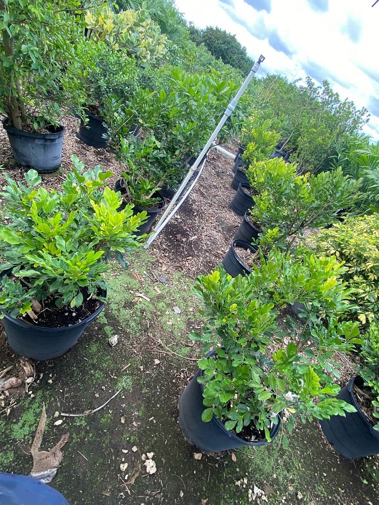 radermachera-kunming-dwarf-tree-jasmine-peep-thong