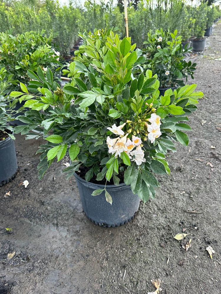radermachera-kunming-dwarf-tree-jasmine-peep-thong