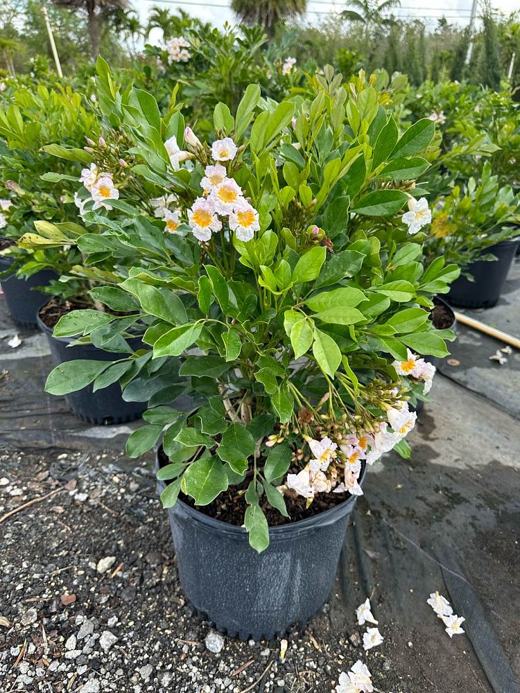 radermachera-kunming-dwarf-tree-jasmine-peep-thong