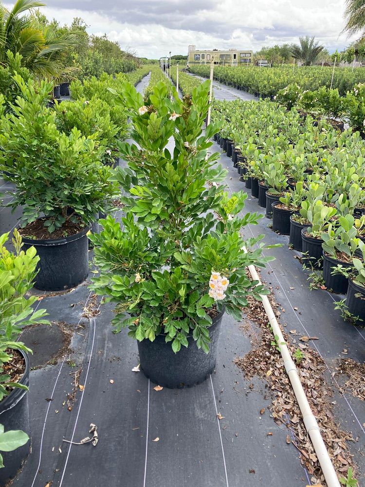 radermachera-kunming-dwarf-tree-jasmine-peep-thong