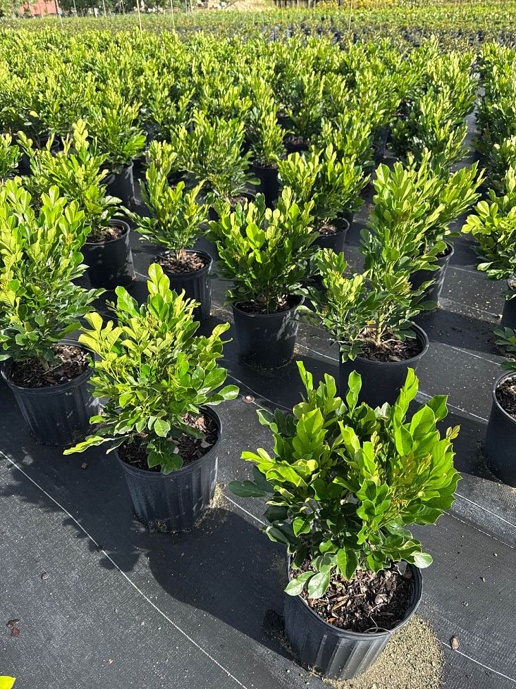 radermachera-kunming-dwarf-tree-jasmine-peep-thong