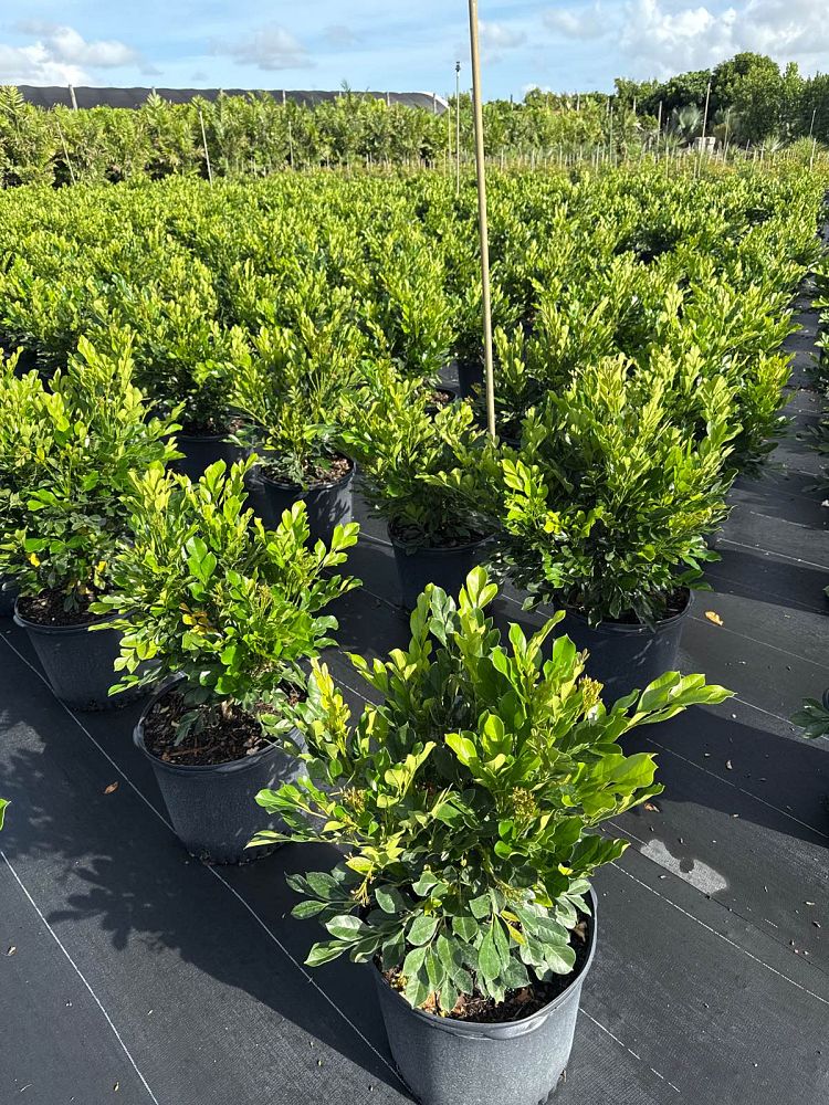 radermachera-kunming-dwarf-tree-jasmine-peep-thong