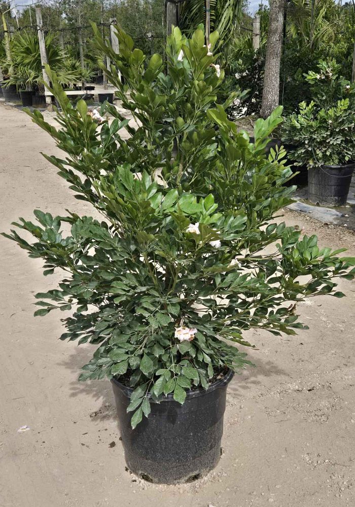 radermachera-kunming-dwarf-tree-jasmine-peep-thong