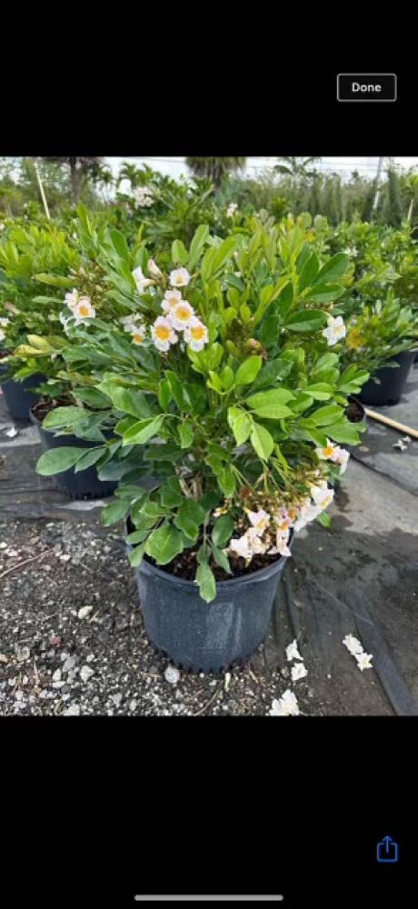 radermachera-kunming-dwarf-tree-jasmine-peep-thong
