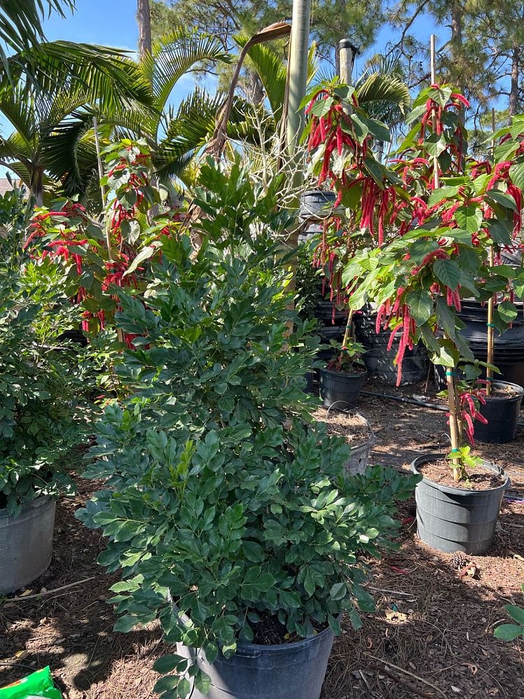 radermachera-kunming-dwarf-tree-jasmine-peep-thong