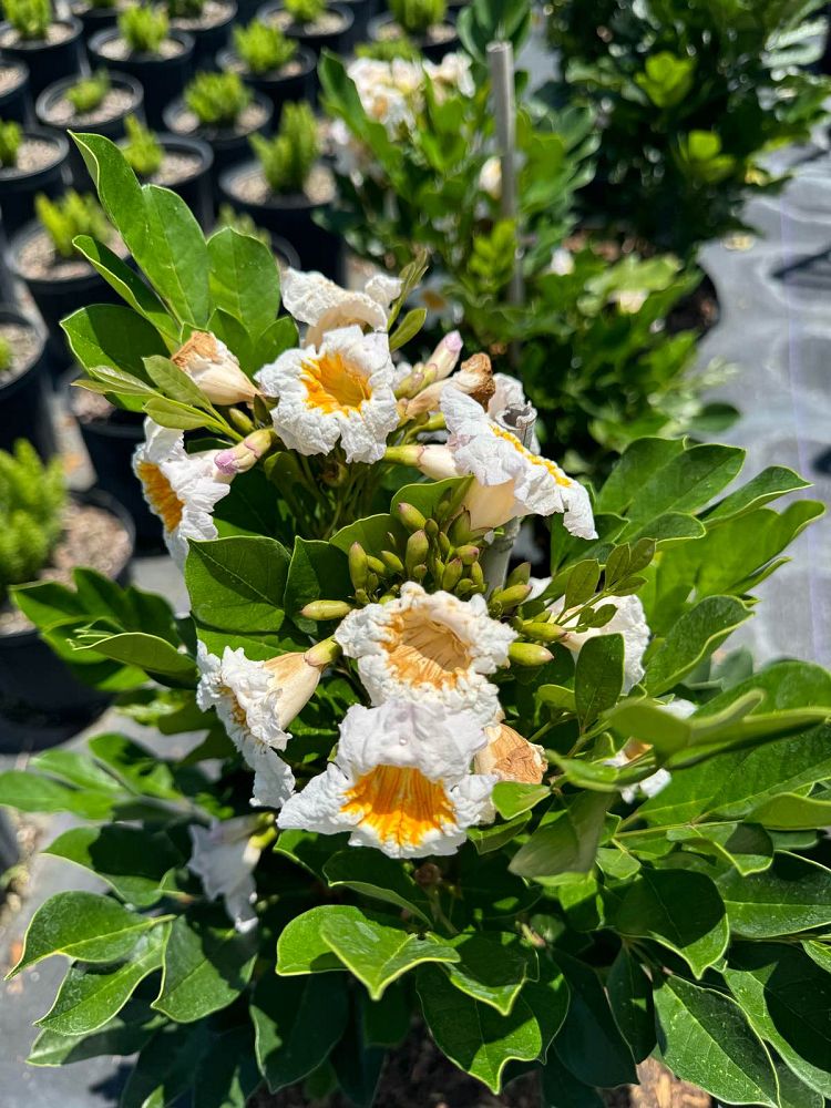 radermachera-kunming-dwarf-tree-jasmine-peep-thong
