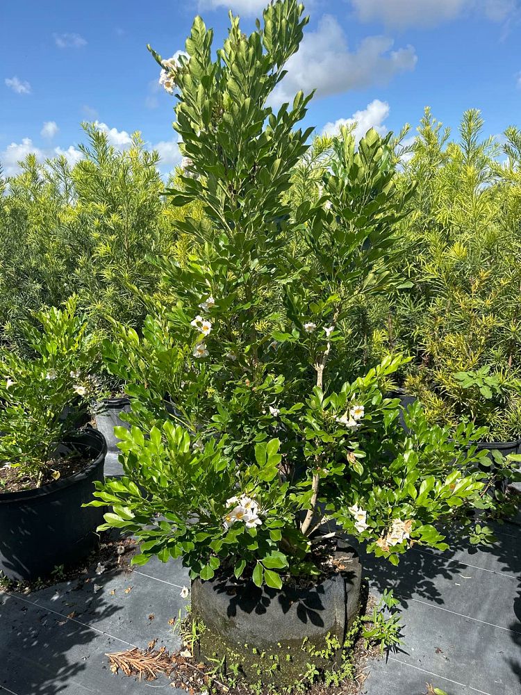 radermachera-kunming-dwarf-tree-jasmine-peep-thong