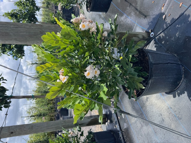 radermachera-kunming-dwarf-tree-jasmine-peep-thong
