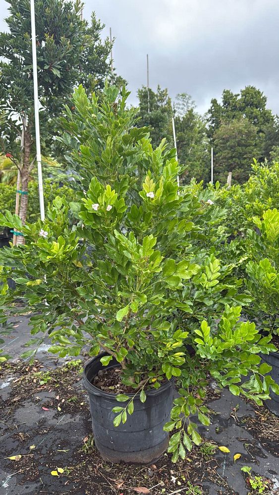 radermachera-kunming-dwarf-tree-jasmine-peep-thong