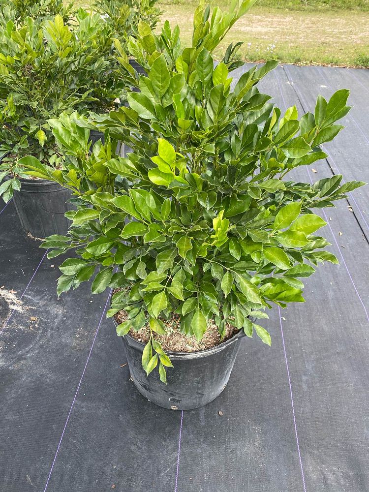 radermachera-kunming-dwarf-tree-jasmine-peep-thong