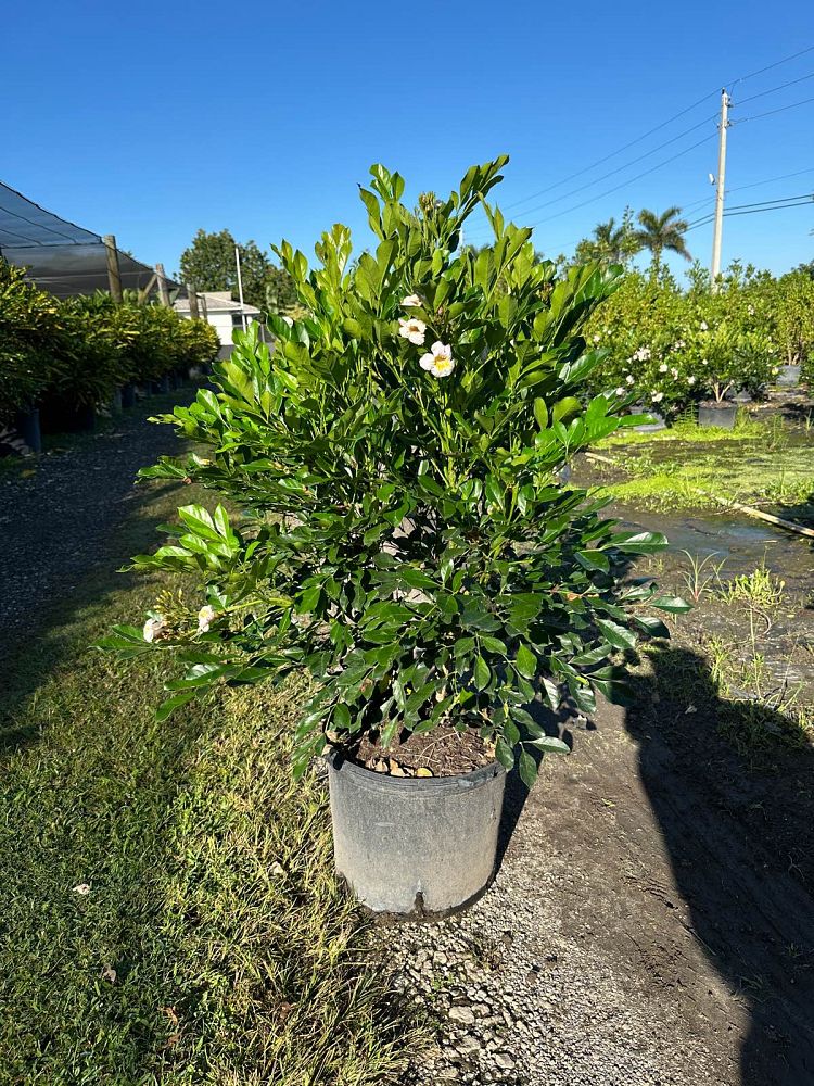radermachera-kunming-dwarf-tree-jasmine-peep-thong
