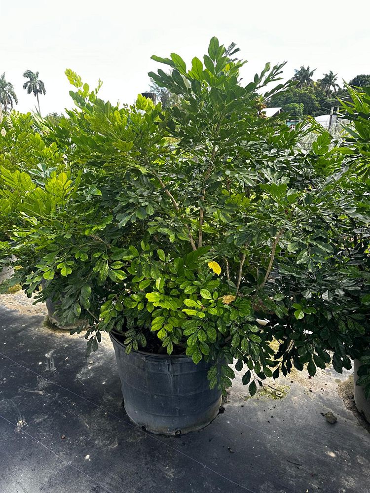 radermachera-kunming-dwarf-tree-jasmine-peep-thong