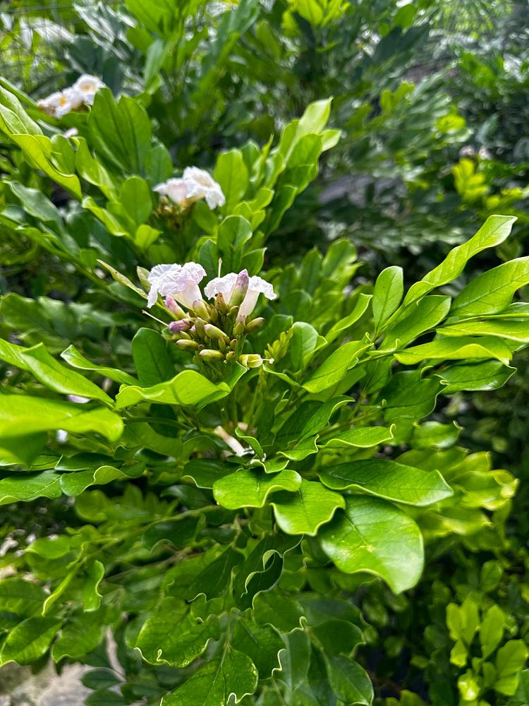 radermachera-kunming-dwarf-tree-jasmine-peep-thong