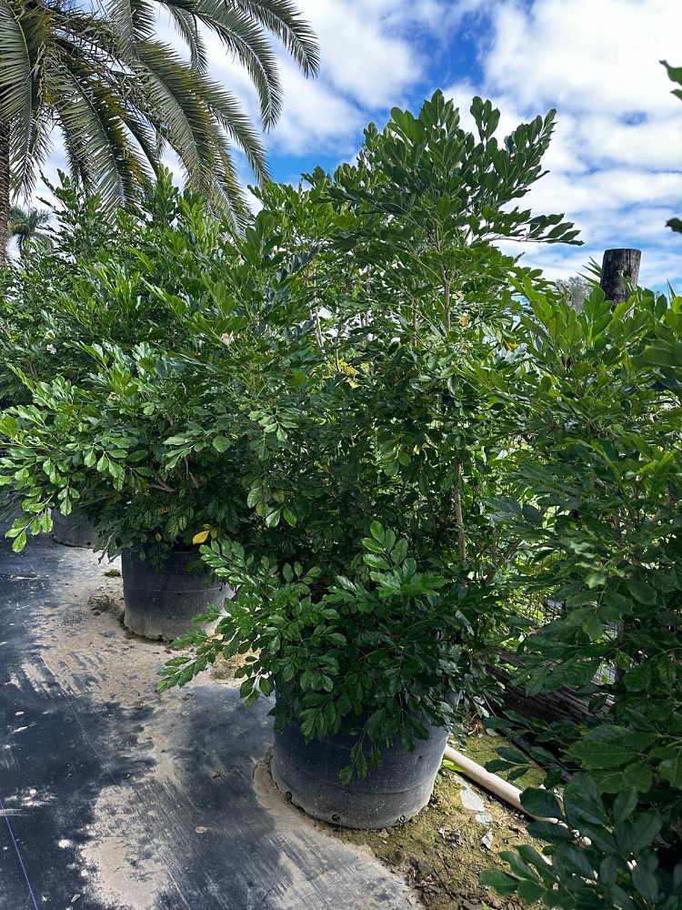 radermachera-kunming-dwarf-tree-jasmine-peep-thong