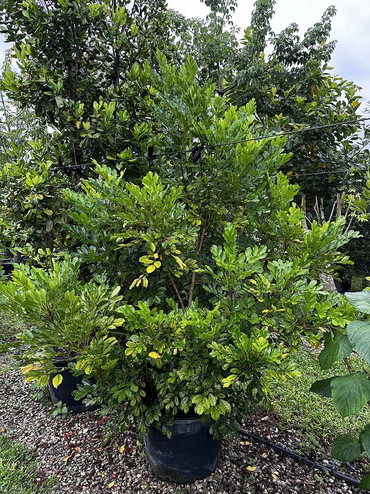 radermachera-kunming-dwarf-tree-jasmine-peep-thong
