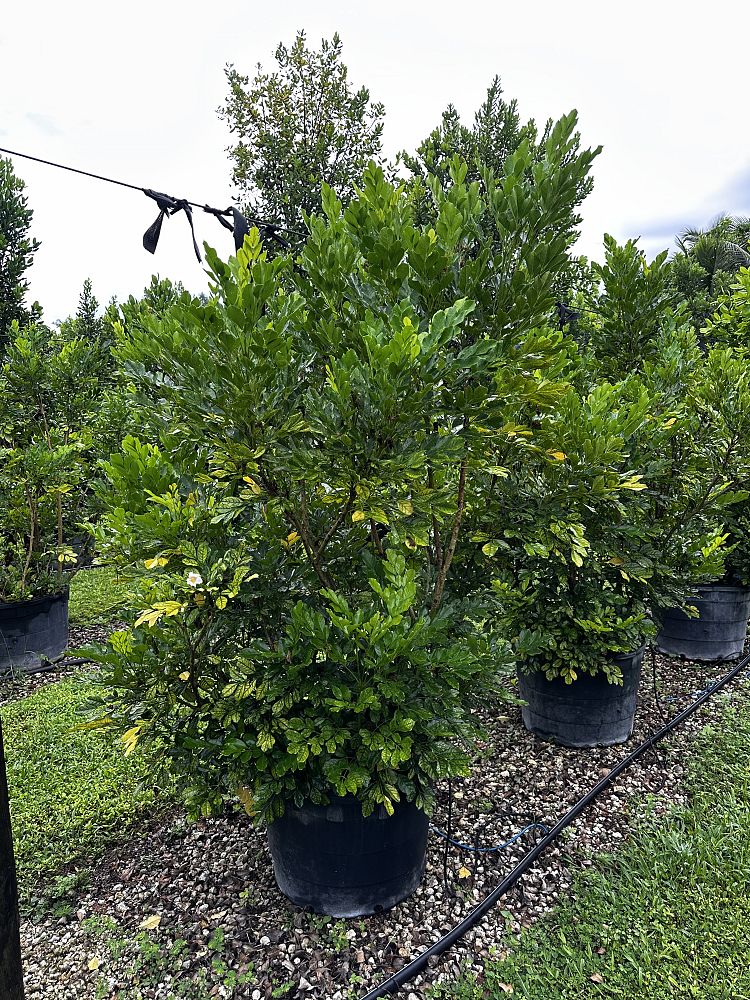 radermachera-kunming-dwarf-tree-jasmine-peep-thong