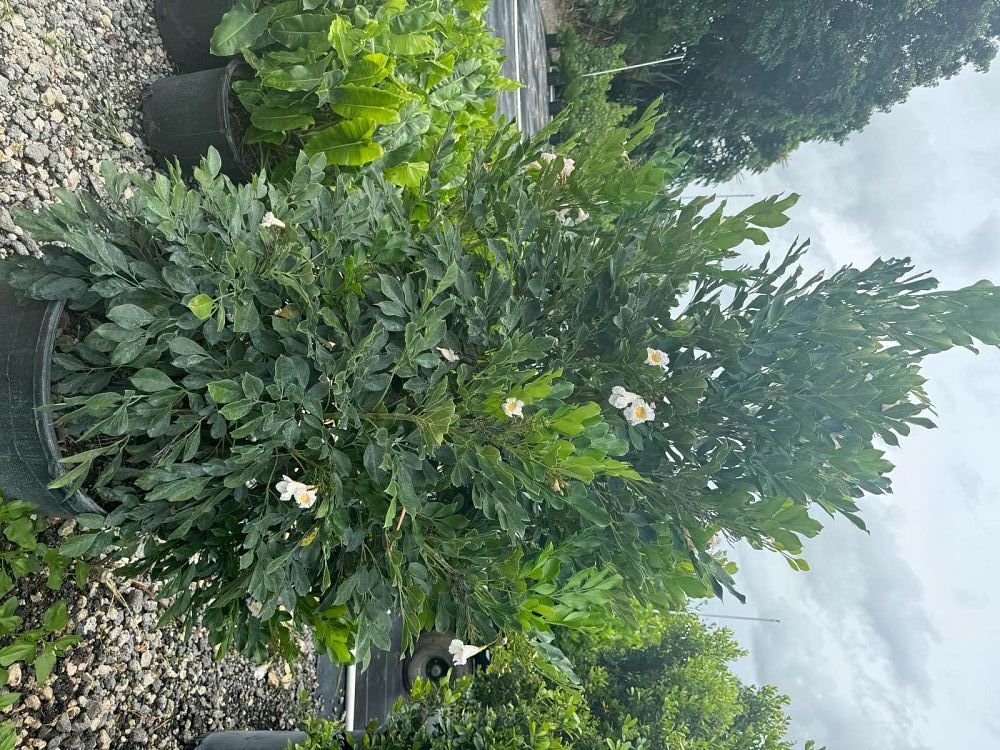 radermachera-kunming-dwarf-tree-jasmine-peep-thong