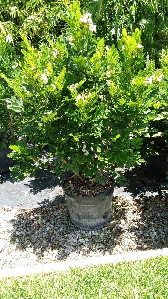 radermachera-kunming-dwarf-tree-jasmine-peep-thong
