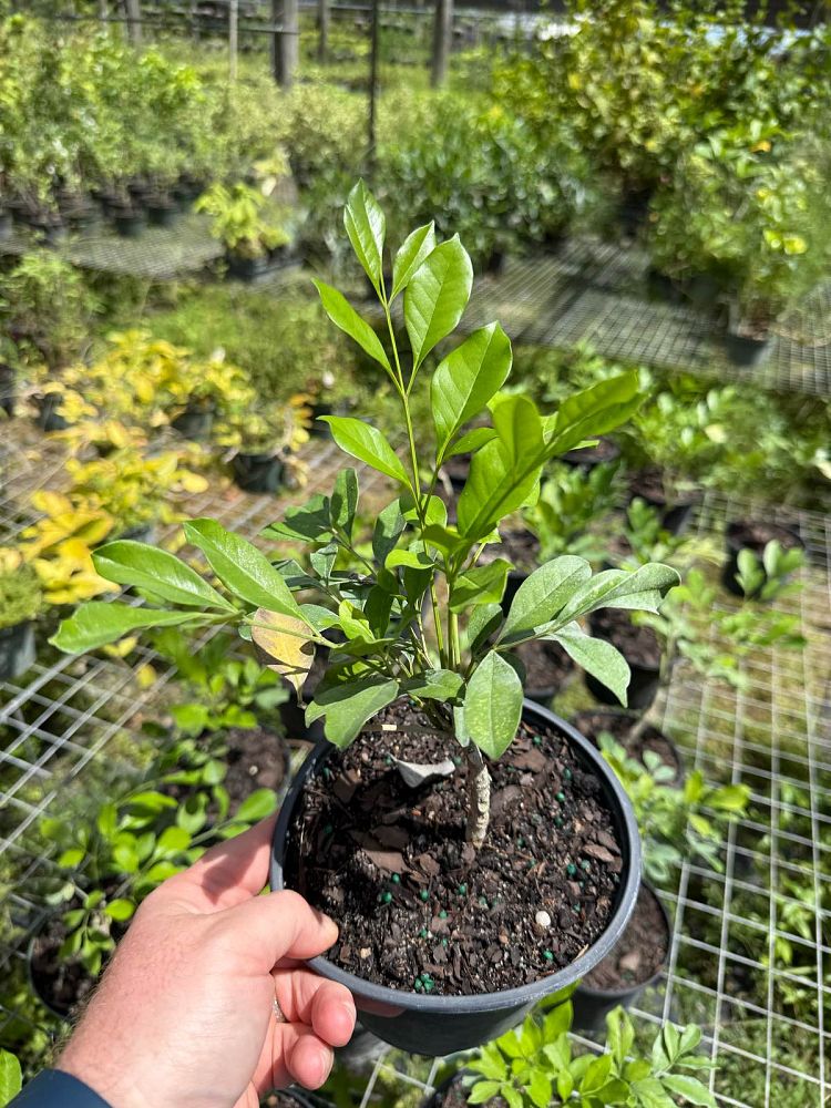 radermachera-kunming-dwarf-tree-jasmine-peep-thong
