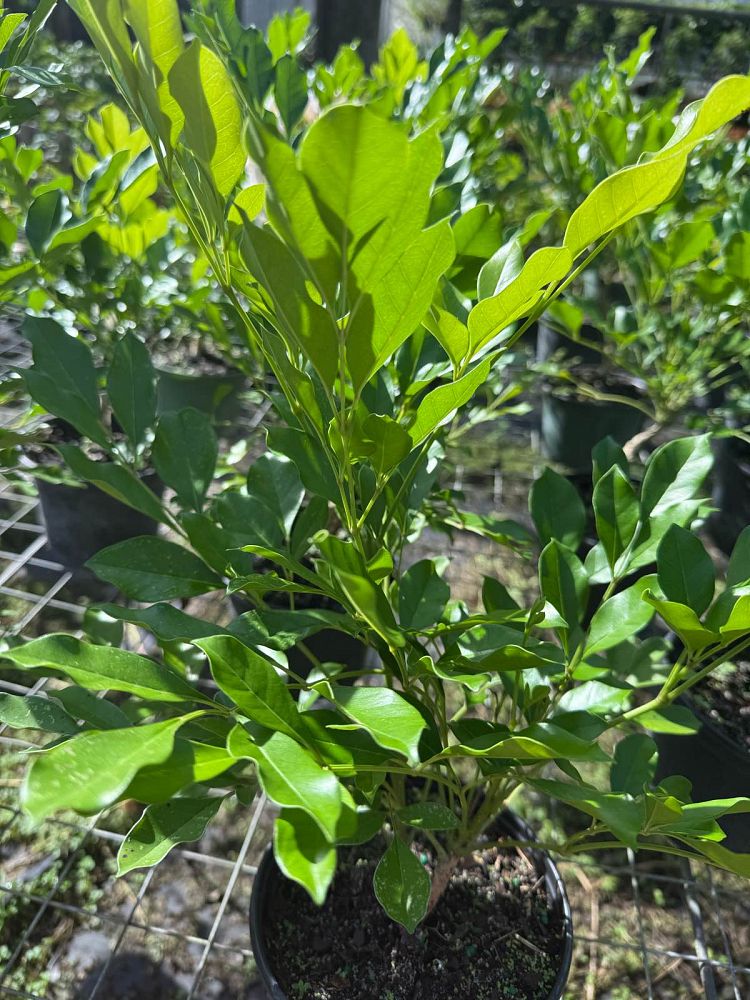 radermachera-kunming-dwarf-tree-jasmine-peep-thong