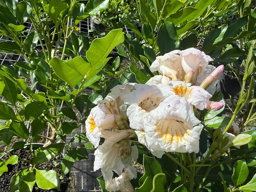 radermachera-kunming-dwarf-tree-jasmine-peep-thong