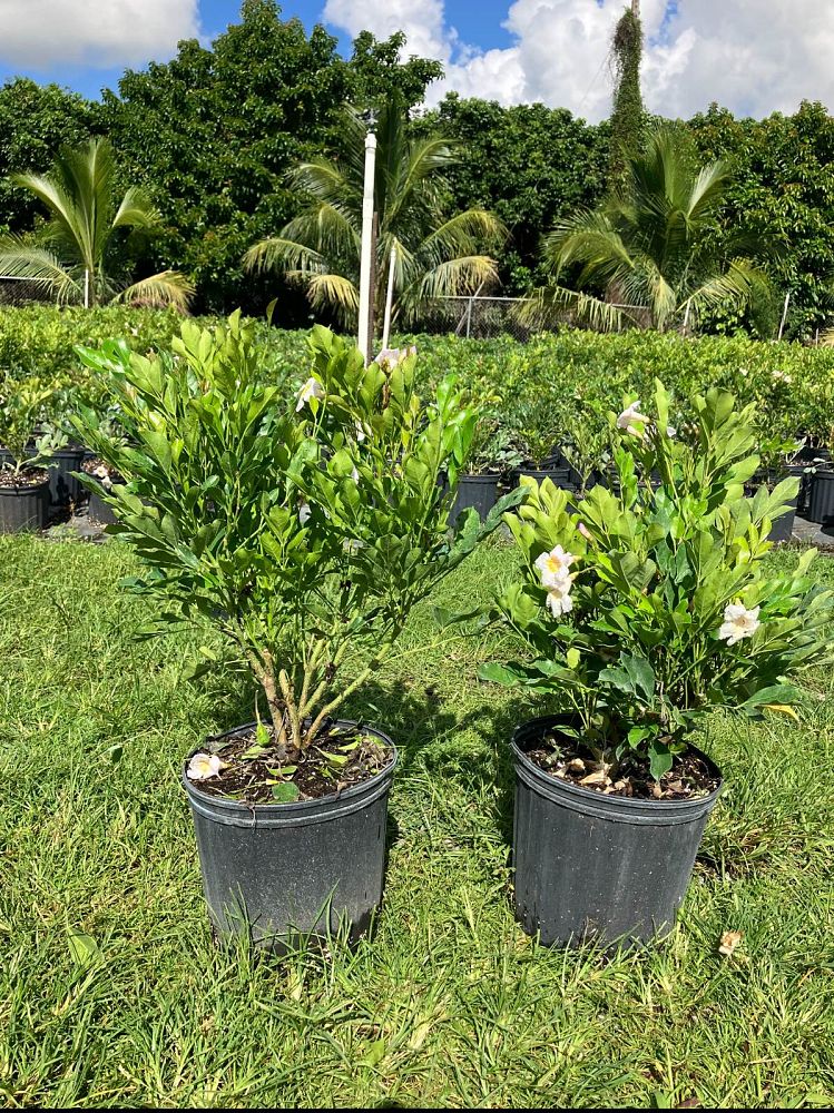 radermachera-kunming-dwarf-tree-jasmine-peep-thong
