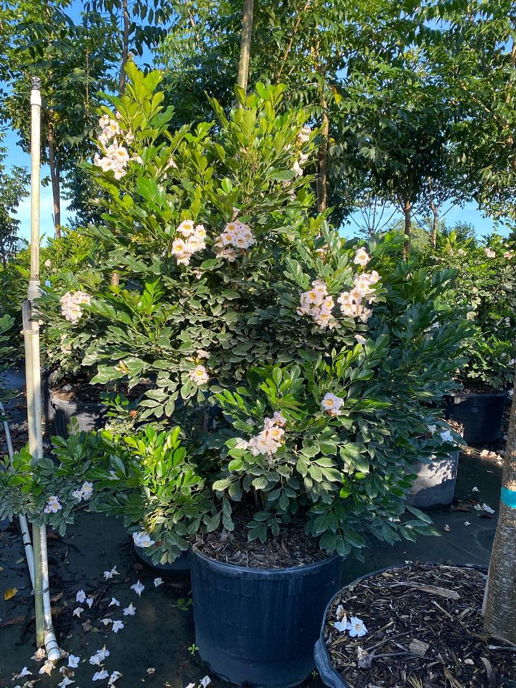 radermachera-kunming-dwarf-tree-jasmine-peep-thong
