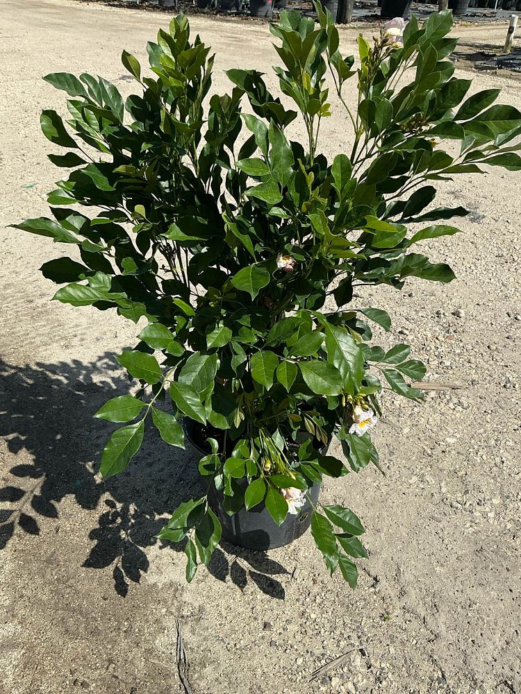 radermachera-kunming-dwarf-tree-jasmine-peep-thong