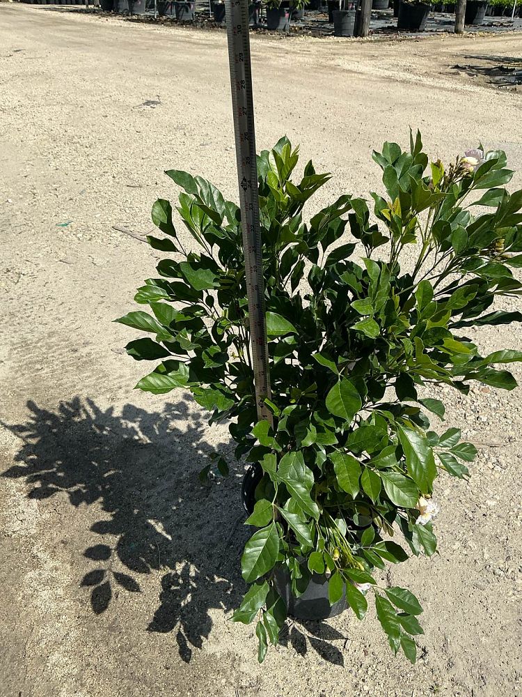 radermachera-kunming-dwarf-tree-jasmine-peep-thong