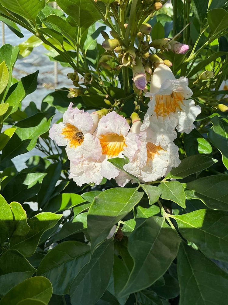 radermachera-kunming-dwarf-tree-jasmine-peep-thong