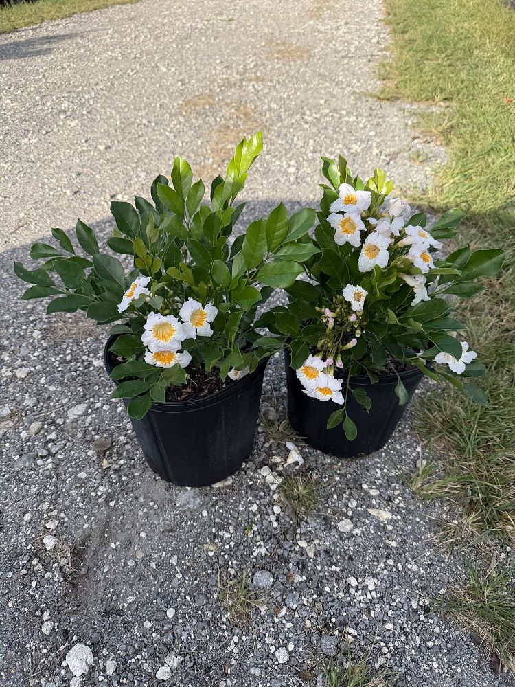 radermachera-kunming-dwarf-tree-jasmine-peep-thong