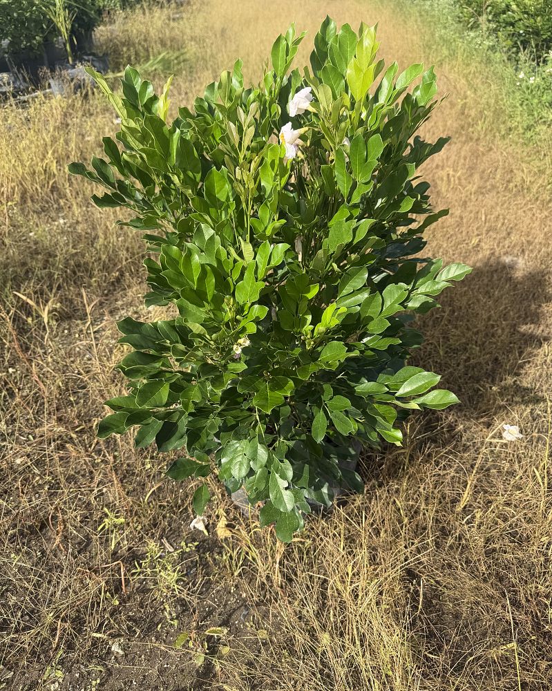 radermachera-kunming-dwarf-tree-jasmine-peep-thong