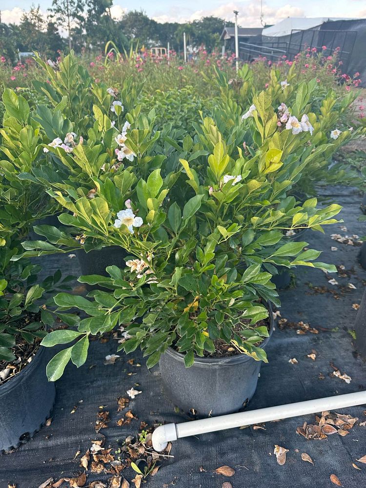 radermachera-kunming-dwarf-tree-jasmine-peep-thong