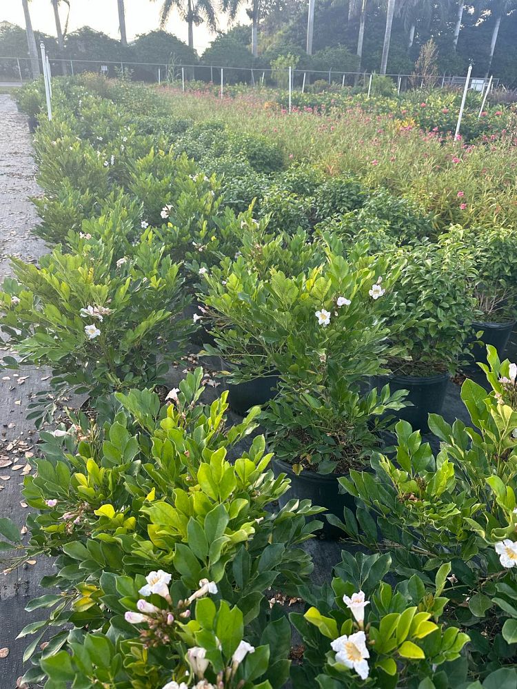 radermachera-kunming-dwarf-tree-jasmine-peep-thong