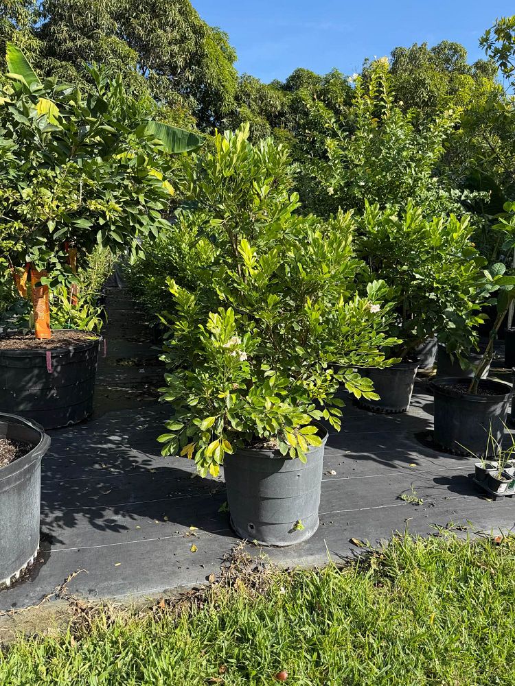 radermachera-kunming-dwarf-tree-jasmine-peep-thong