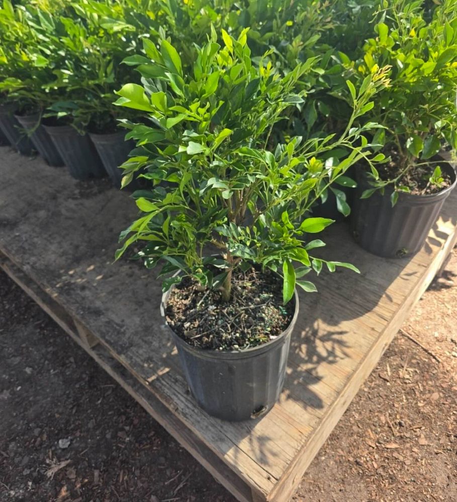 radermachera-kunming-dwarf-tree-jasmine-peep-thong