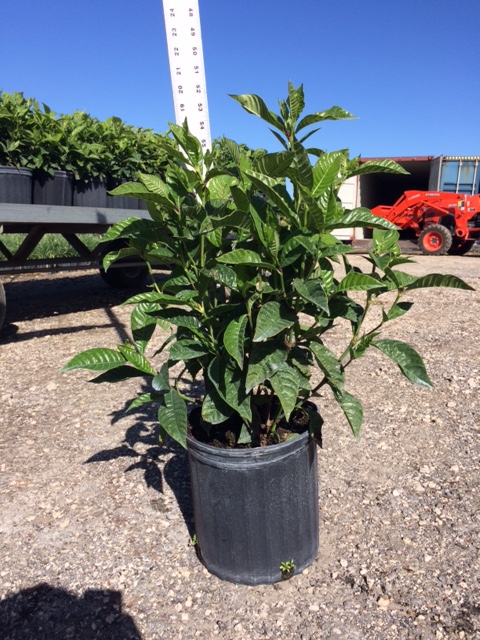 ramosmania-rodriguesii-wild-coffee-cafe-marron
