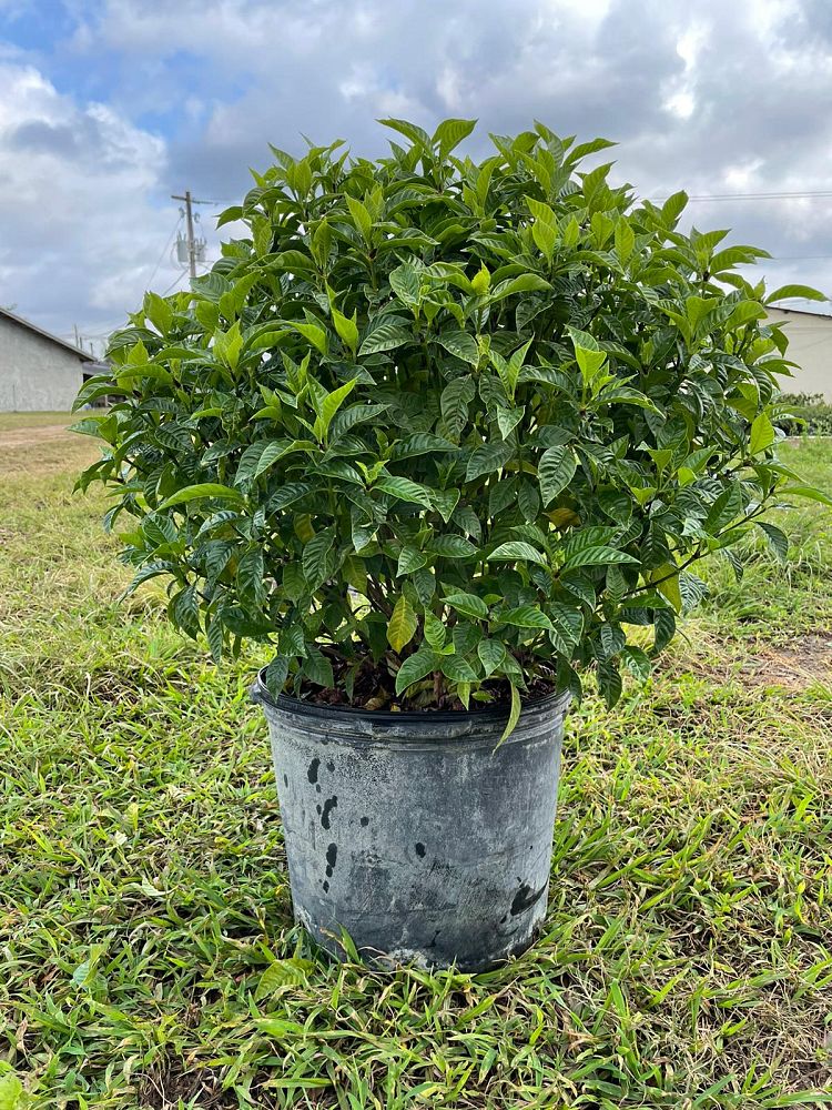 ramosmania-rodriguesii-wild-coffee-cafe-marron