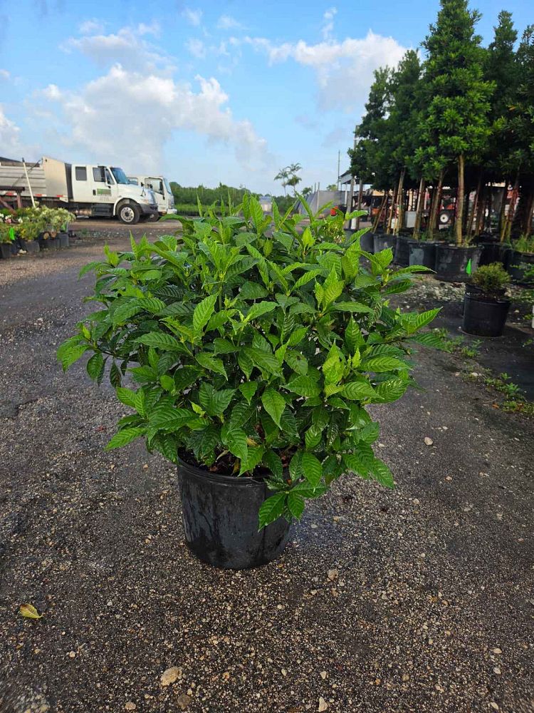 ramosmania-rodriguesii-wild-coffee-cafe-marron