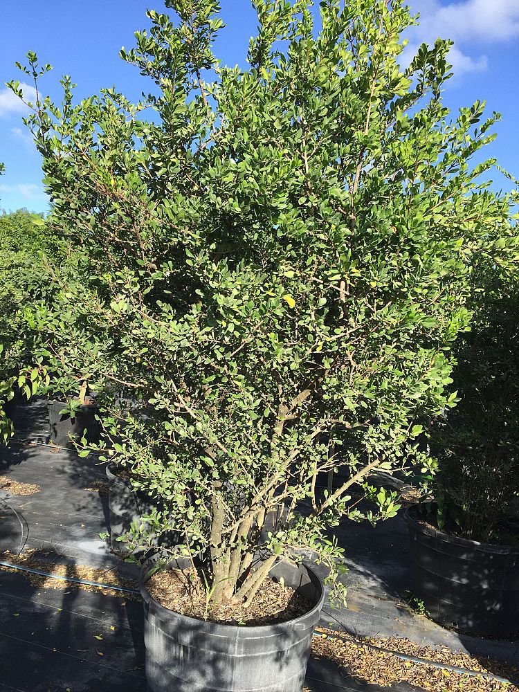 randia-aculeata-white-indigo-berry