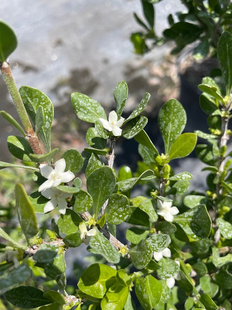 randia-aculeata-white-indigo-berry