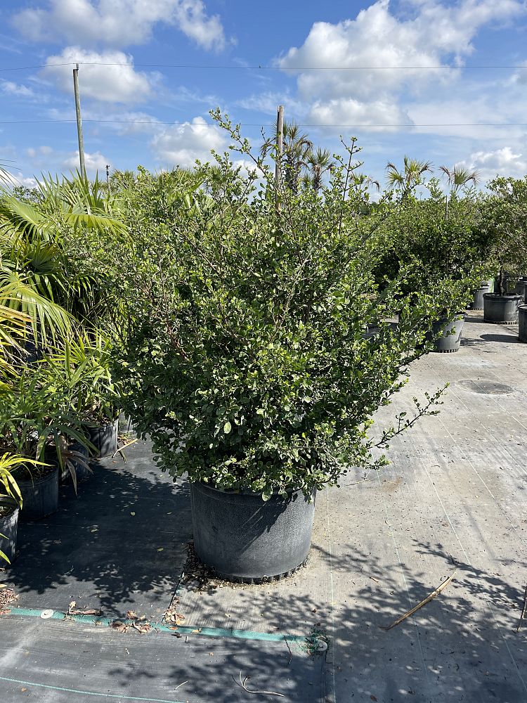 randia-aculeata-white-indigo-berry